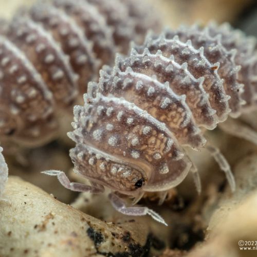 Cloportes : armadillo tuberculatus