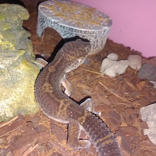 Geckos leopard mâle #0