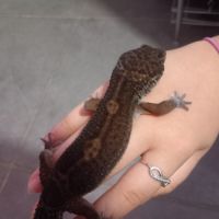 Geckos leopard mâle #1