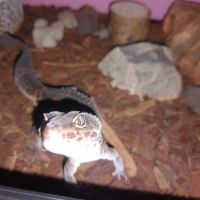 Geckos leopard mâle #3