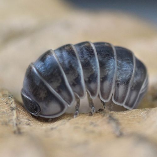 Cloportes: armadillo officinallis 