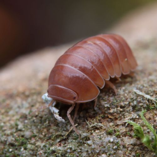 Cloportes : armadillo tuberculatus 