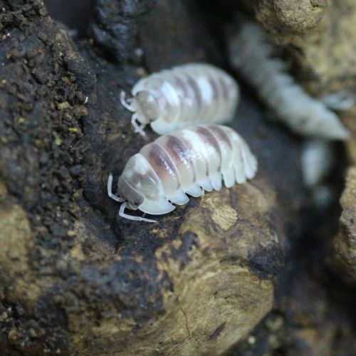 Cloportes : armadillidium espanyoli '“marbleized”