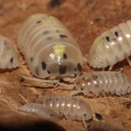 Cloportes: armadiliidium vulgare 