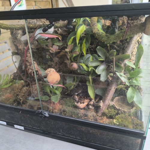 Grenouille arboricole avec terrarium #3