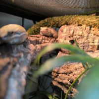 Grenouille arboricole avec terrarium