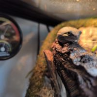 Grenouille arboricole avec terrarium #2