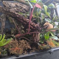 Grenouille arboricole avec terrarium #4