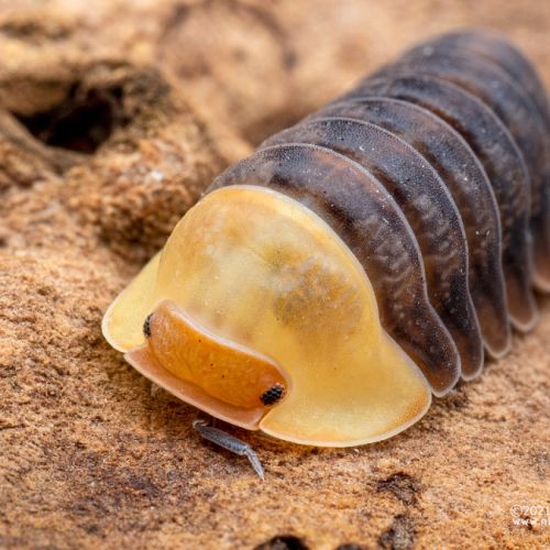 Cloportes: cubaris sp