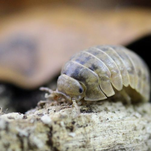 Cloportes: helleria brevicornis