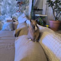 Lapin nain tête de lion #0