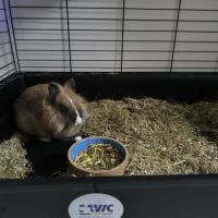 Lapin nain tête de lion #2