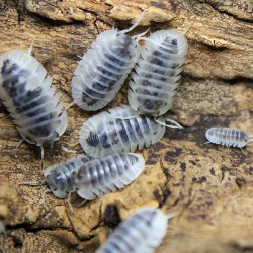 Cloportes: nesodillo archangeli 