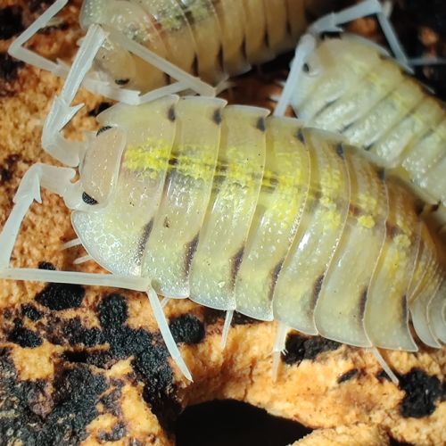 Cloportes: porcellio bolivari