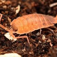 Cloportes: porcellio nickelsi 