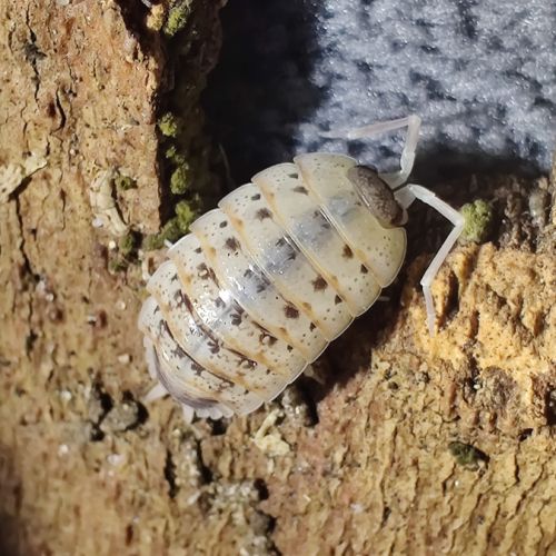 Cloportes: porcellio nickelsi 