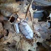 Cloportes: porcellio scaber 