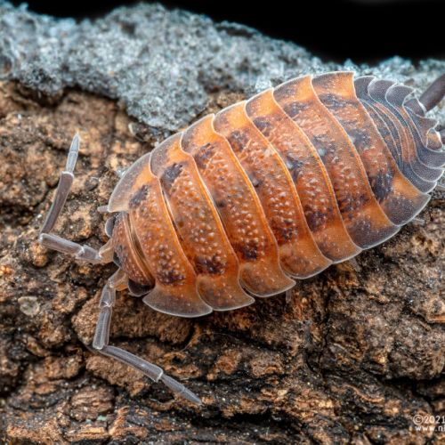 Cloportes: porcellio scaber 