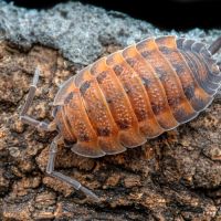 Cloportes: porcellio scaber 