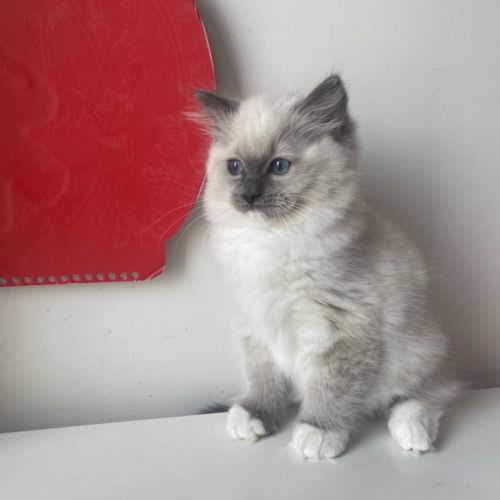 Nid ragdoll - un mâle et une femelle (92) #3