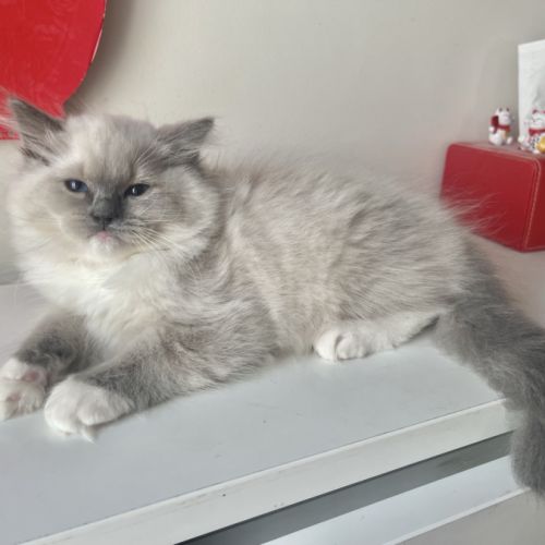 Nid ragdoll - un mâle et une femelle (92) #5