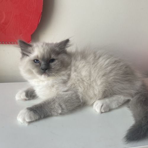 Nid ragdoll - un mâle et une femelle (92) #6