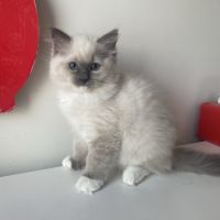 Nid ragdoll - un mâle et une femelle (92) #0