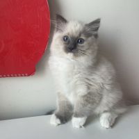 Nid ragdoll - un mâle et une femelle (92) #2