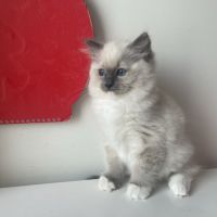 Nid ragdoll - un mâle et une femelle (92) #3