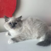 Nid ragdoll - un mâle et une femelle (92) #4