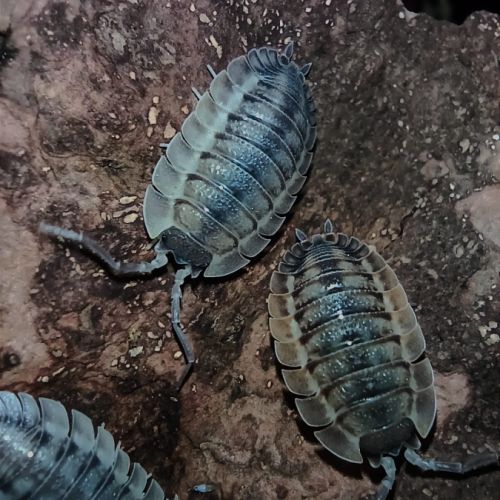 Cloportes: porcellio spatulatus ''coros''