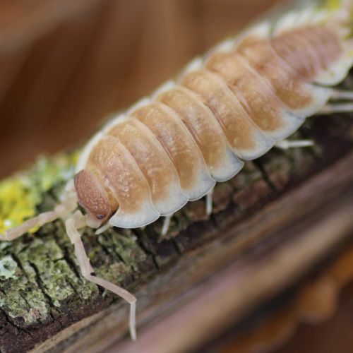 Cloportes: porcellio sevilla ''caramel''