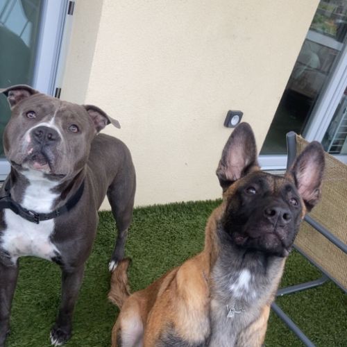 Don berger belge malinois #2