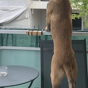 Don berger belge malinois #3