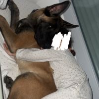 Don berger belge malinois