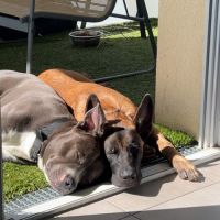 Don berger belge malinois #4