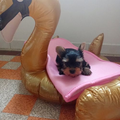 2 magnifiques yorks à vendre. #2