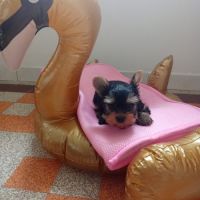 2 magnifiques yorks à vendre. #2