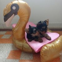 2 magnifiques yorks à vendre. #3