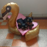 2 magnifiques yorks à vendre. #0