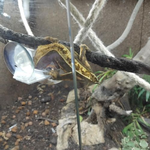 Gecko à crête #1