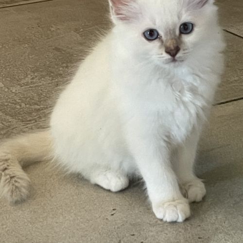 Chat loof sacré de birmanie #2