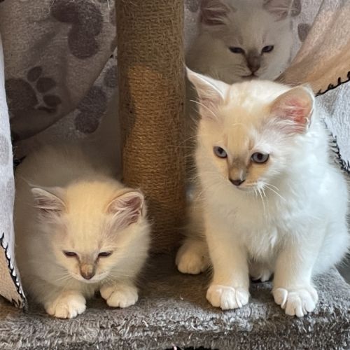 Chat loof sacré de birmanie #4