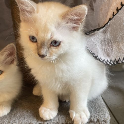 Chat loof sacré de birmanie #6