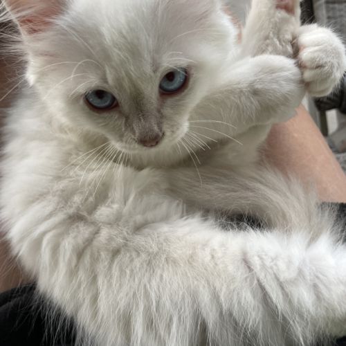 Chat loof sacré de birmanie #8