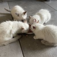 Chat loof sacré de birmanie