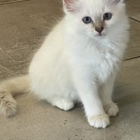 Chat loof sacré de birmanie #2