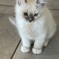 Chat loof sacré de birmanie #3