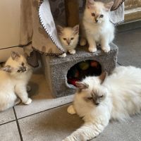 Chat loof sacré de birmanie #5