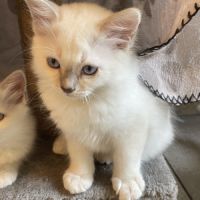 Chat loof sacré de birmanie #6